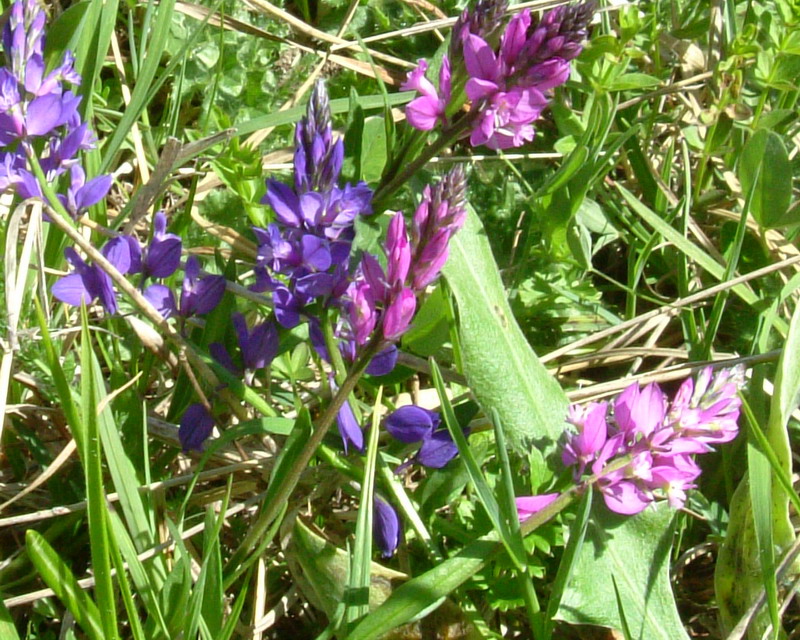 Polygala Viola??